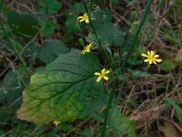 Lapsana communis 20, Akkerkool, Saxifraga-Ed Stikvoort