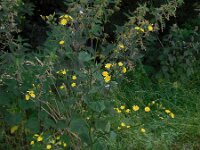 Lapsana communis 21, Akkerkool, Saxifraga-Ed Stikvoort