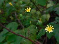 Lapsana communis 22, Akkerkool, Saxifraga-Ed Stikvoort