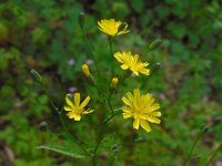 Lapsana communis 23, Akkerkool, Saxifraga-Ed Stikvoort