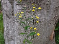Lapsana communis 24, Akkerkool, Saxifraga-Ed Stikvoort