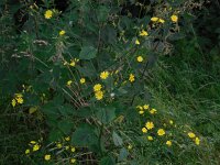 Lapsana communis 25, Akkerkool, Saxifraga-Ed Stikvoort