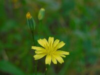 Lapsana communis 26, Akkerkool, Saxifraga-Ed Stikvoort