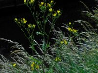 Lapsana communis 27, Akkerkool, Saxifraga-Ed Stikvoort