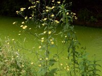 Lapsana communis 28, Akkerkool, Saxifraga-Ed Stikvoort