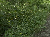 Lapsana communis 29, Akkerkool, Saxifraga-Willem van Kruijsbergen