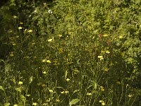 Lapsana communis 3, Akkerkool, Saxifraga-Jan van der Straaten