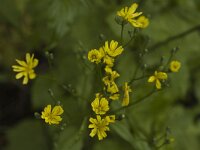 Lapsana communis 4, Akkerkool, Saxifraga-Marijke Verhagen