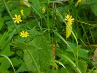 Lapsana communis 6, Akkerkool, Saxifraga-Ab H Baas