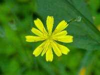 Lapsana communis 7, Akkerkool, Saxifraga-Ab H Baas