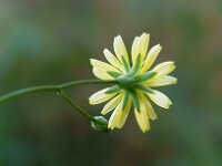 Lapsana communis 9, Akkerkool, Saxifraga-Ab H Baas