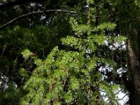 Larix kaempferi 10, Japanse lork, Saxifraga-Ed Stikvoort
