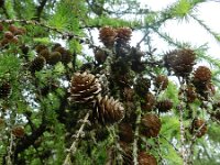 Larix kaempferi 2, Japanse lork, Saxifraga-Rutger Barendse