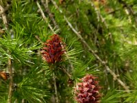 Larix kaempferi 8, Japanse lork, Saxifraga-Ed Stikvoort