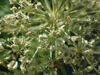 Laserpitium gallicum 11, Saxifraga-Marijke Verhagen