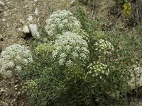 Laserpitium gallicum 2, Saxifraga-Jan van der Straaten
