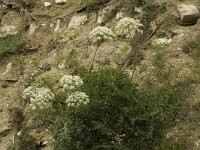 Laserpitium gallicum 3, Saxifraga-Jan van der Straaten