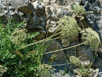 Laserpitium gallicum 4, Saxifraga-Marijke Verhagen