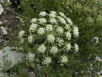 Laserpitium gallicum 5, Saxifraga-Jan van der Straaten