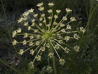 Laserpitium gallicum 6, Saxifraga-Marijke Verhagen