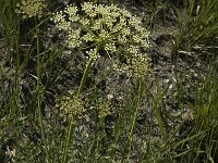 Laserpitium gallicum 8, Saxifraga-Marijke Verhagen