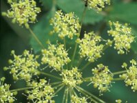 Laserpitium gaudinii 3, Saxifraga-Jan van der Straaten