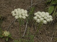 Laserpitium halleri 2, Saxifraga-Willem van Kruijsbergen