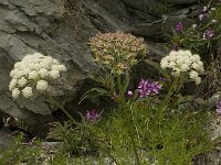 Laserpitium halleri 3, Saxifraga-Willem van Kruijsbergen