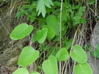 Laserpitium latifolium 10, Saxifraga-Rutger Barendse