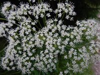 Laserpitium latifolium 11, Saxifraga-Ed Stikvoort