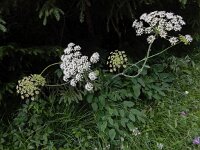 Laserpitium latifolium 13, Saxifraga-Ed Stikvoort