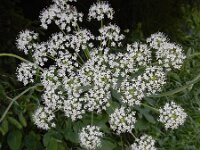 Laserpitium latifolium 14, Saxifraga-Ed Stikvoort