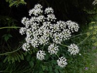 Laserpitium latifolium 15, Saxifraga-Ed Stikvoort