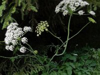 Laserpitium latifolium 17, Saxifraga-Ed Stikvoort
