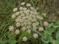Laserpitium latifolium 2, Saxifraga-Jan van der Straaten