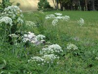 Laserpitium latifolium 3, Saxifraga-Marijke Verhagen