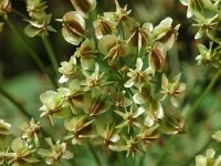Laserpitium latifolium 4, Saxifraga-Marijke Verhagen