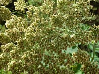 Laserpitium latifolium 5, Saxifraga-Marijke Verhagen