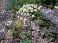 Laserpitium latifolium 8, Saxifraga-Jan van der Straaten