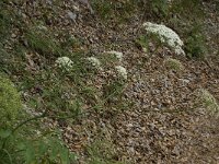 Laserpitium latifolium 9, Saxifraga-Willem van Kruijsbergen