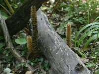 Lathraea rhodopea 4, Saxifraga-Dirk Hilbers