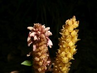 Lathraea rhodopea 5, Saxifraga-Dirk Hilbers