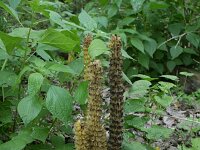 Lathraea rhodopea 6, Saxifraga-Dirk Hilbers