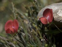 Lathyrus annuus 2, Saxifraga-Willem van Kruijsbergen