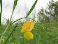 Lathyrus annuus 4, Saxifraga-Rutger Barendse