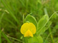 Lathyrus aphaca 14, Naakte lathyrus, Saxifraga-Rutger Barendse