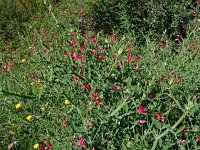 Lathyrus articulatus 2, Saxifraga-Hans Grotenhuis