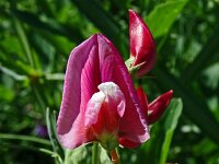 Lathyrus articulatus 5, Saxifraga-Hans Grotenhuis