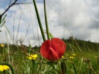 Lathyrus cicera 13, Saxifraga-Hans Grotenhuis