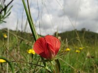 Lathyrus cicera 14, Saxifraga-Hans Grotenhuis